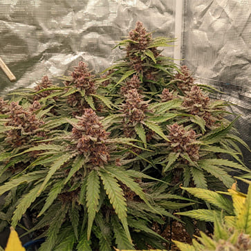 Семена конопли Auto Purple Feminised Gold